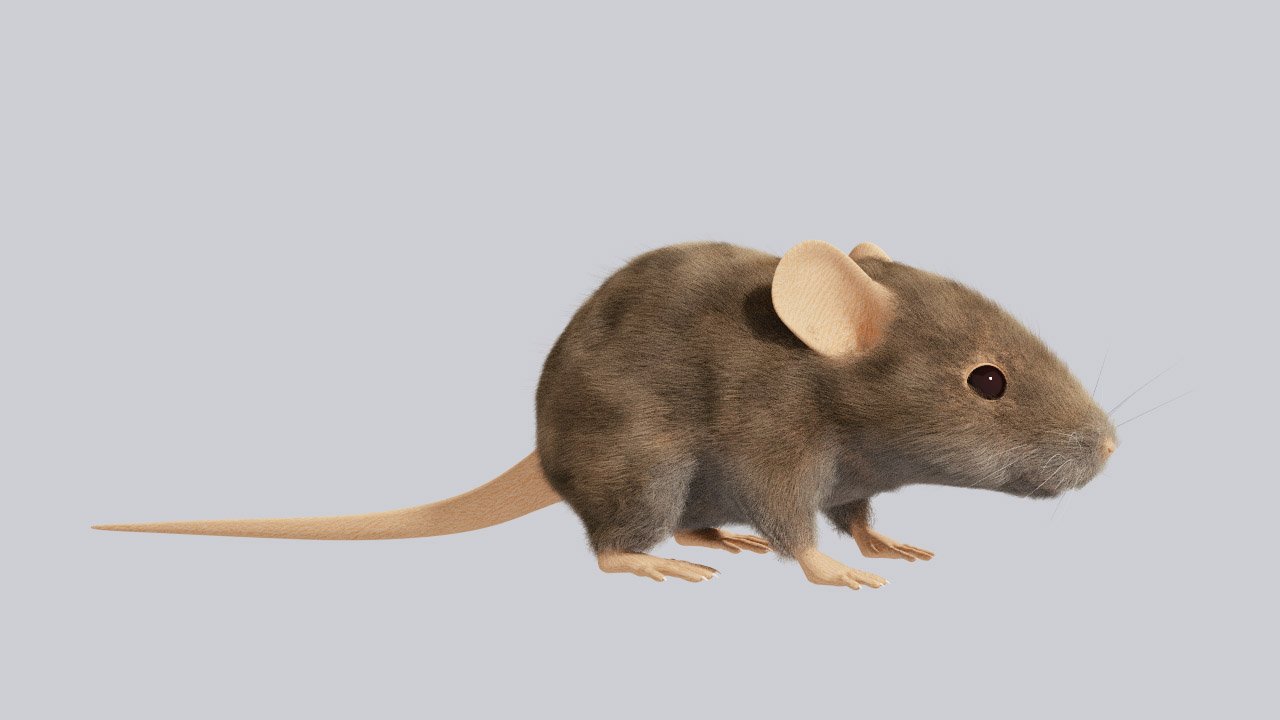 Mouse 3D Model in Rodent 3DExport