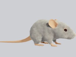 Maus 3D Modell