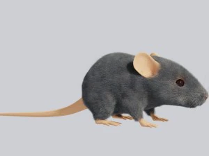 Maus 3D Modell