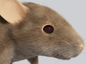 Maus 3D Modell