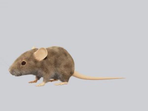Maus 3D Modell