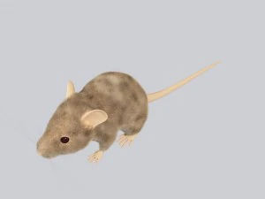 Maus 3D Modell