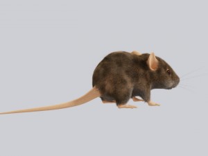 Mouse Modelo 3D