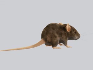 Maus 3D Modell
