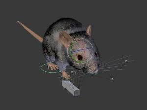 Maus 3D Modell