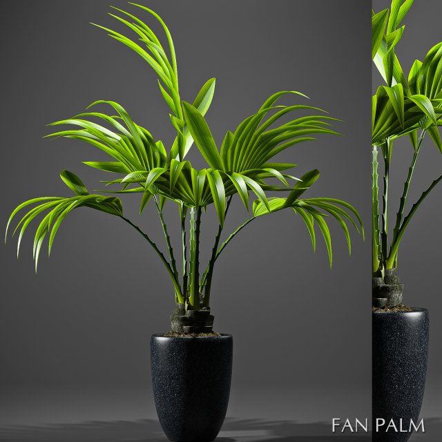fan palm plant 3D Model .c4d .max .obj .3ds .fbx .stl .blend 