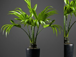fan palm plant 3D Model