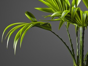 fan palm plant 3D Model
