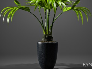 fan palm plant 3D Model