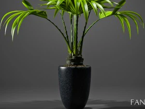 fan palm plant 3D Model
