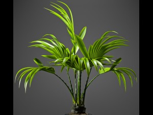 fan palm plant 3D Model