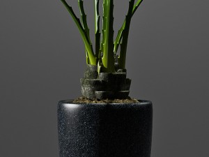 fan palm plant 3D Model