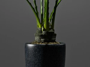 fan palm plant 3D Model