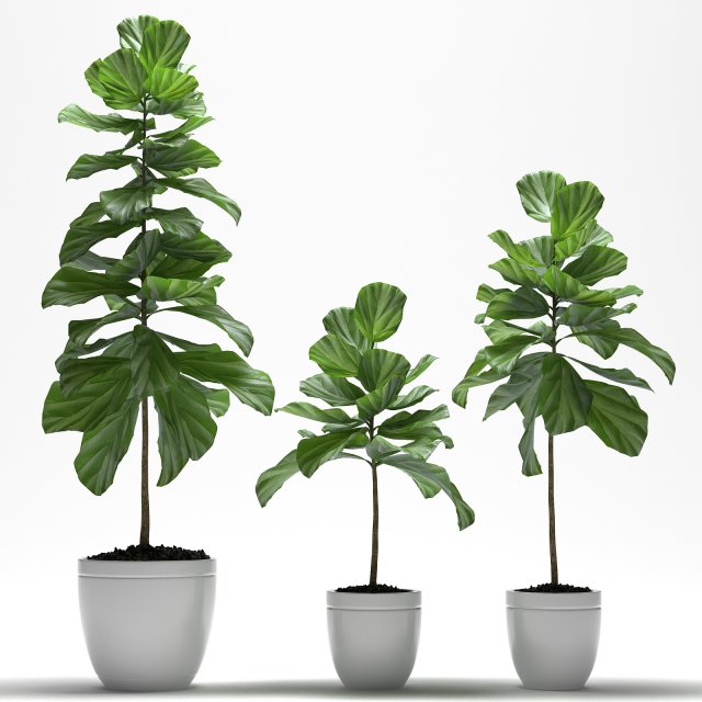 fig plants Modello 3D .c4d .max .obj .3ds .fbx .stl .blend