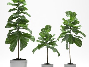 fig plants Modèle 3D