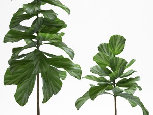 fig plants Modello 3D