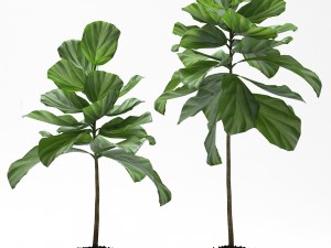 fig plants Modello 3D