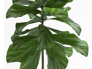 fig plants Modello 3D