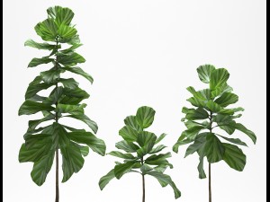 fig plants Modello 3D