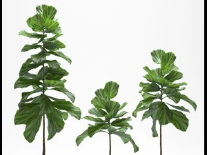 fig plants 3D Model