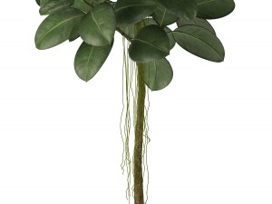 rubber plant 3D 모델