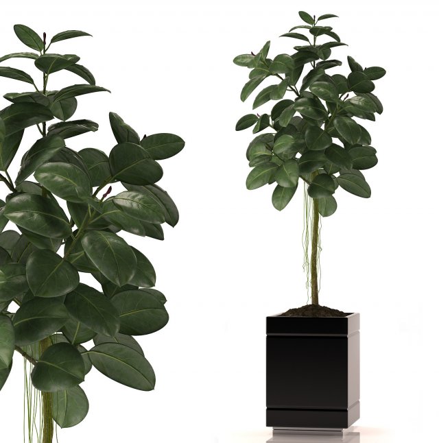 rubber plant 3D 모델 .c4d .max .obj .3ds .fbx .stl .blend 