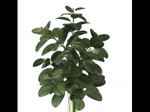 rubber plant 3D 모델