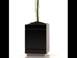 rubber plant 3D Model