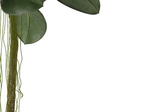 rubber plant 3D 모델
