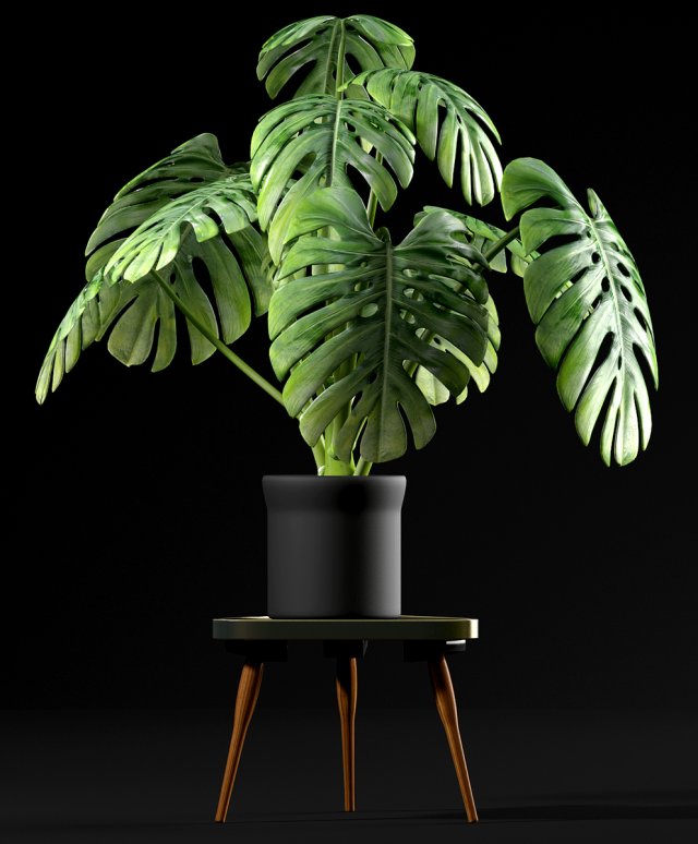 swiss cheese plant Modèle 3D .c4d .max .obj .3ds .fbx .stl .blend 