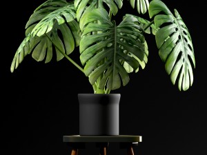 swiss cheese plant 3Dモデル