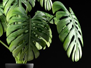 swiss cheese plant Modèle 3D