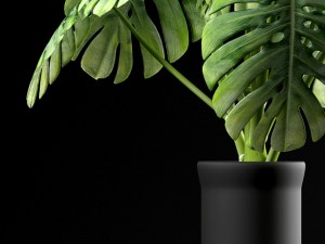 swiss cheese plant Modèle 3D