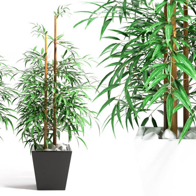 bamboo plant 4 3D Model .c4d .max .obj .3ds .fbx .stl .blend 