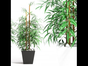 bamboo plant 4 3D Model