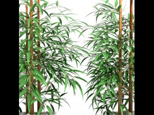 bamboo plant 4 3D Model