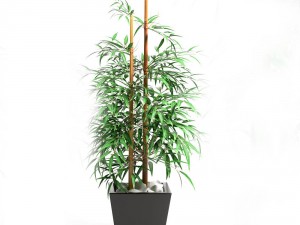 bamboo plant 4 3D Model