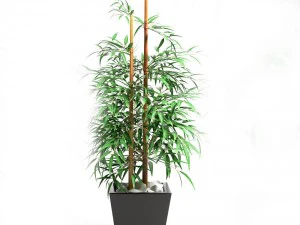 bamboo plant 4 3D Model