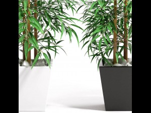 bamboo plant 4 3D Model