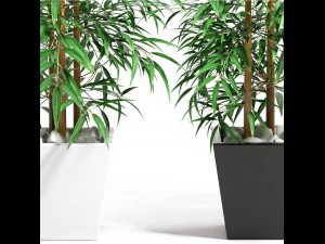 bamboo plant 4 3D Model