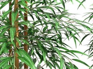 bamboo plant 4 3D Model