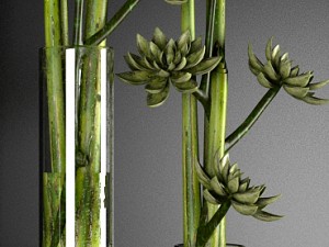 decor plant 3Dモデル