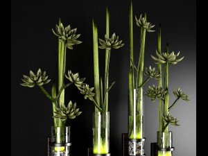 decor plant 3Dモデル
