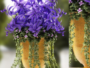 plants 56 3D Model