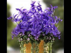plants 56 3D Model