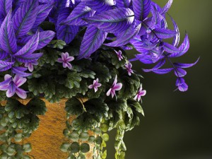 plants 56 3D Model
