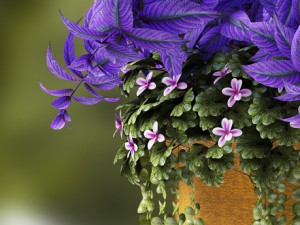 plants 56 3D Model
