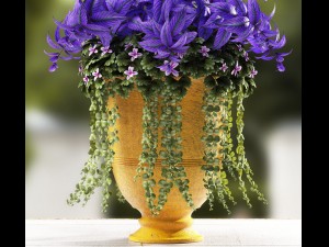 plants 56 3D Model