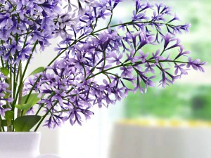 lavender dew 3D Model