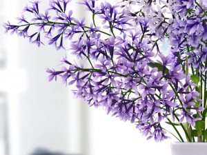 lavender dew 3D Model